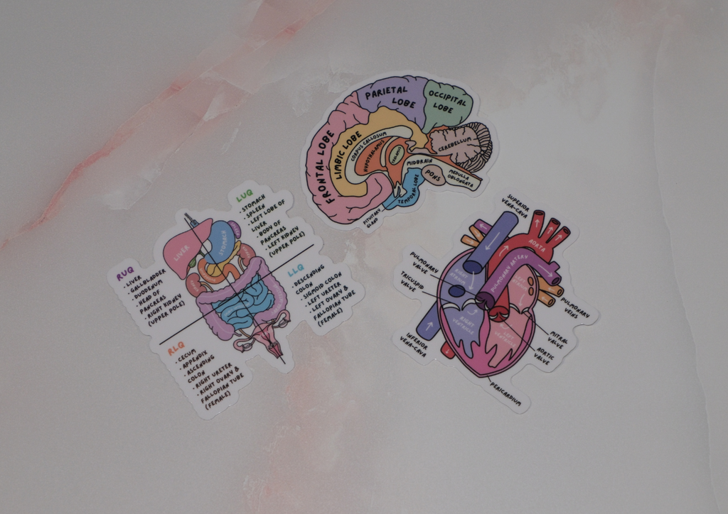 Anatomy Collection