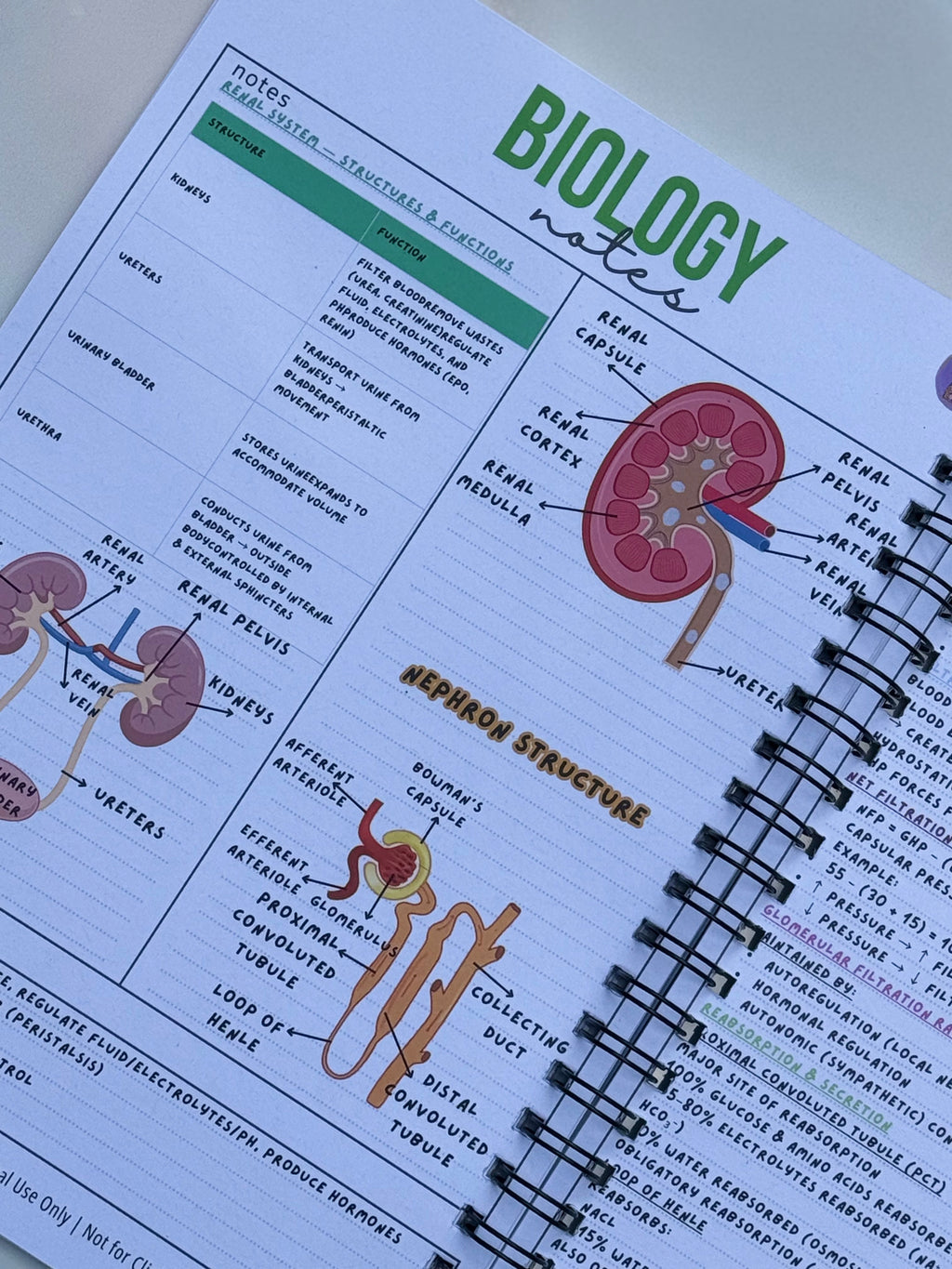 Ultimate Biology Revision Guide